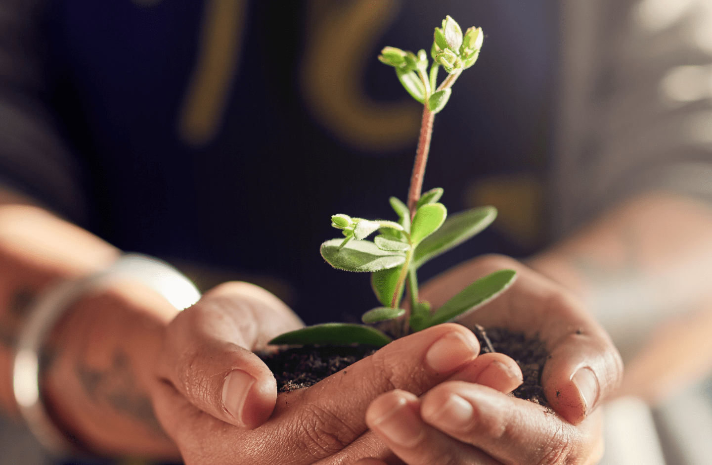 holding a small plant